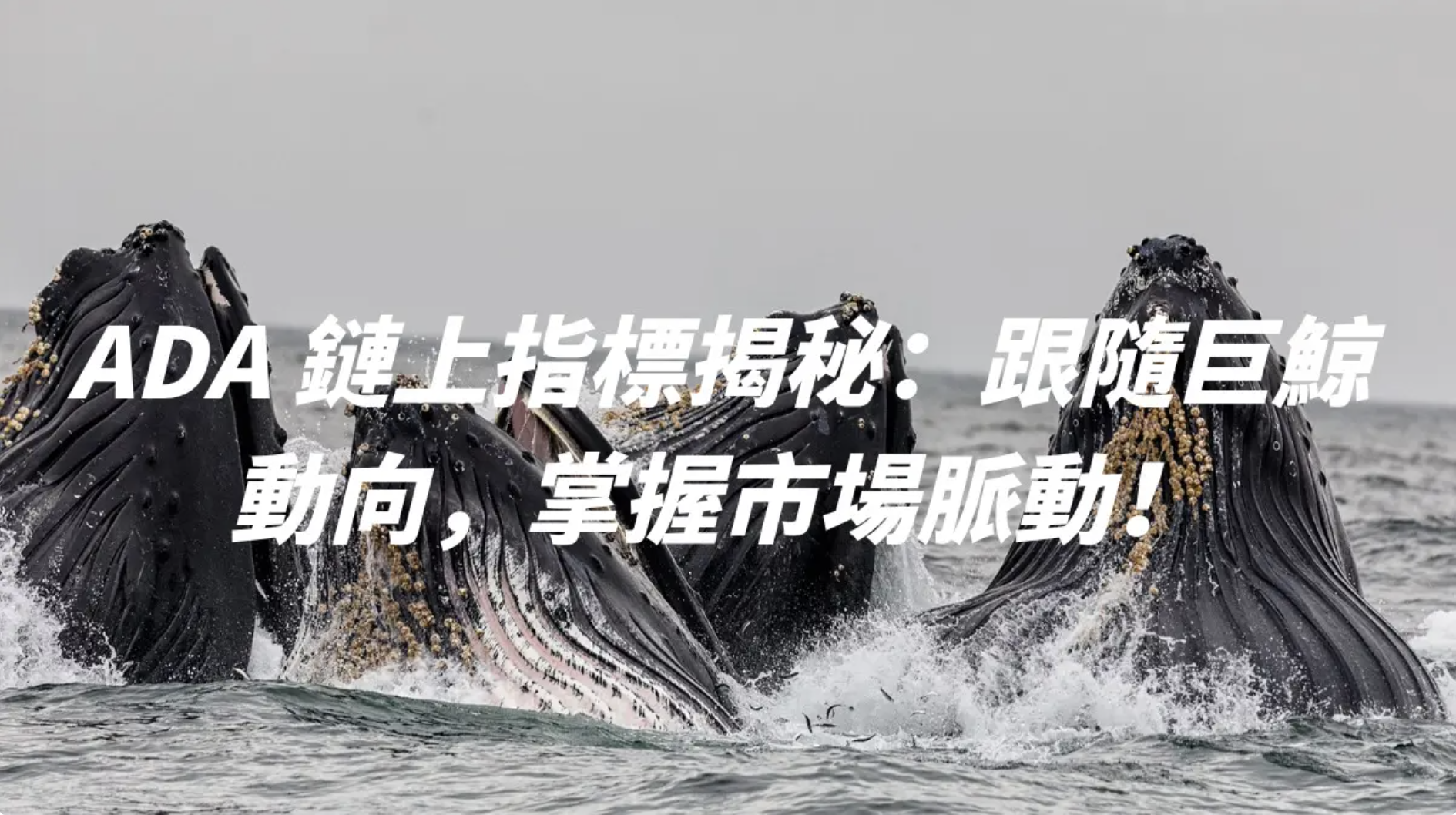 ADA 鏈上指標揭秘：跟隨巨鯨動向，掌握市場脈動！ - DA Labs